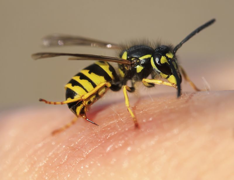 Wasp Extermination Service