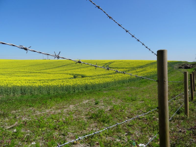 Wire Fence Painting