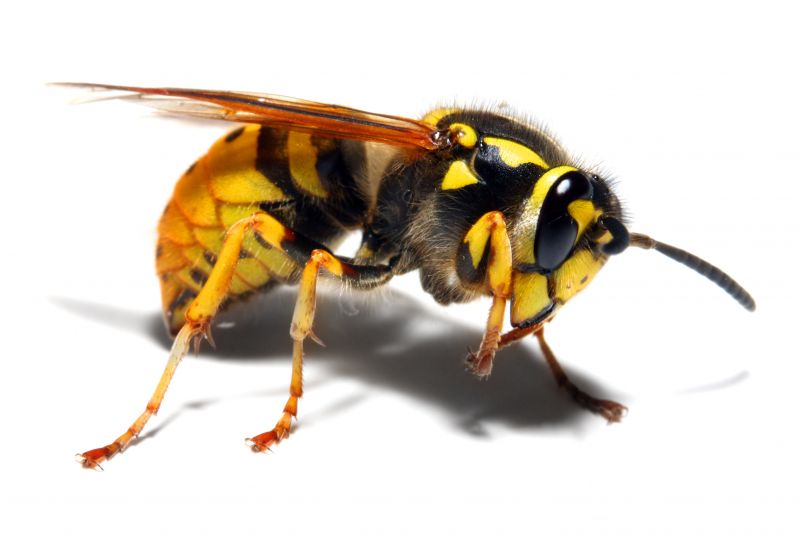 Yellowjacket Extermination
