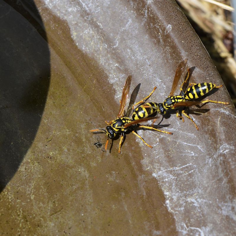 Yellowjacket Extermination