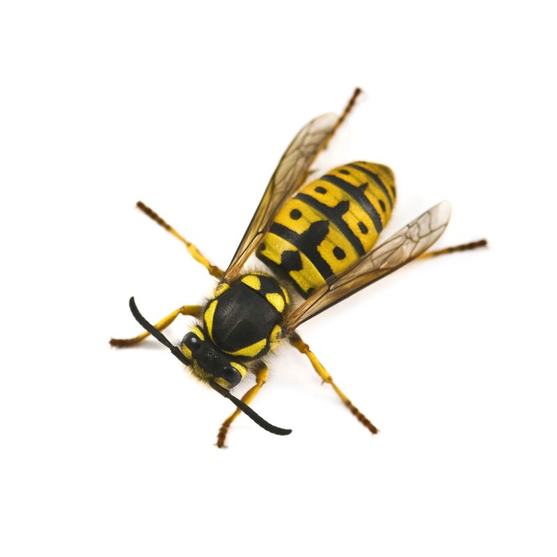 Yellowjacket Extermination