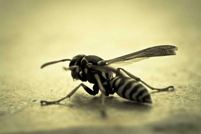Yellowjacket Extermination