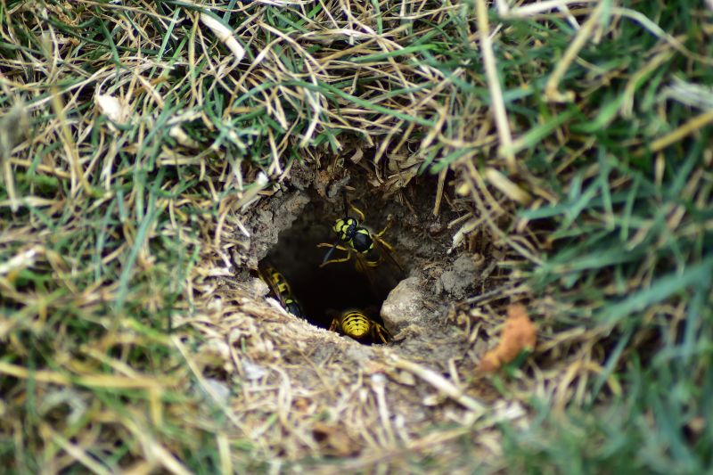 Yellowjacket Extermination