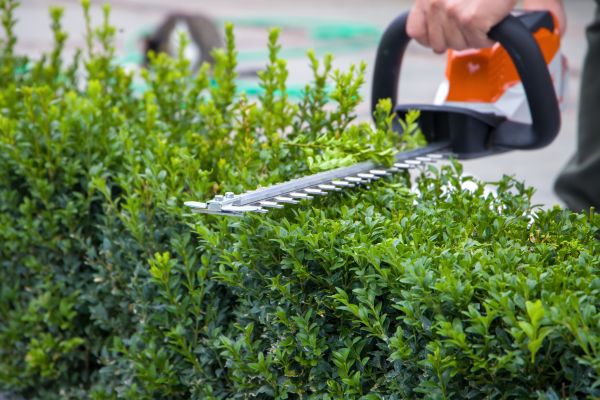 Hedge Pruning