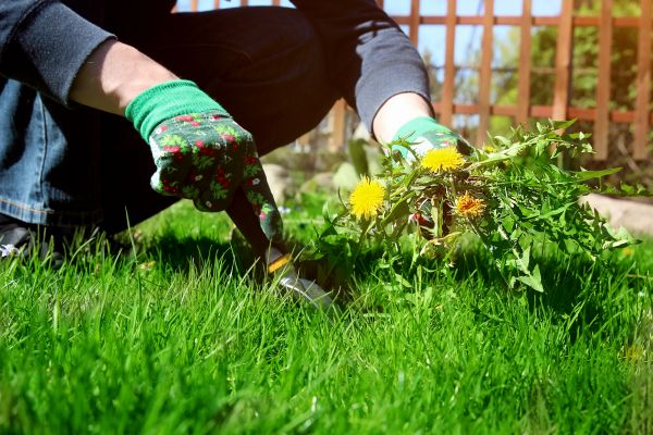 Weed Removal