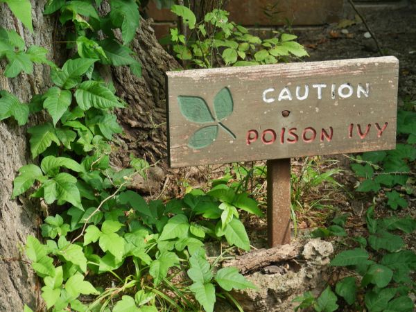 Poisonous Plant Removal