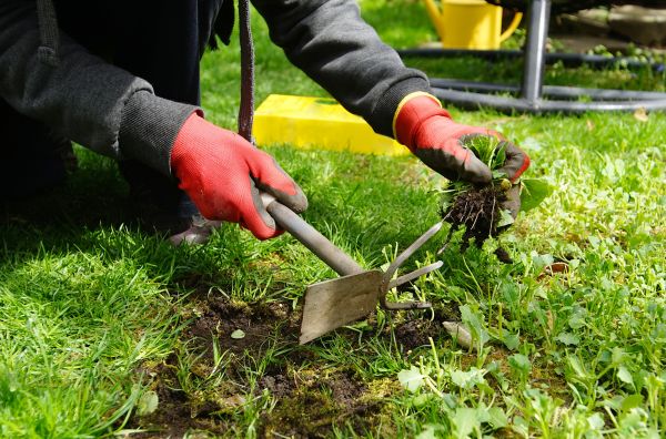 Weed Eradication
