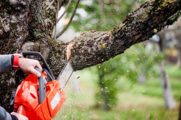 Branch Cutting
