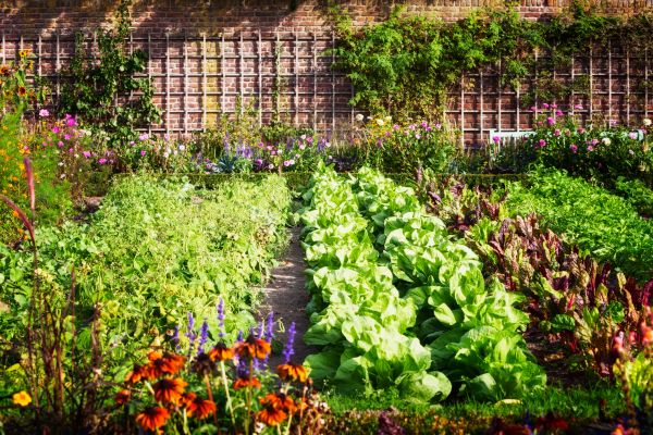 Urban Gardening Service