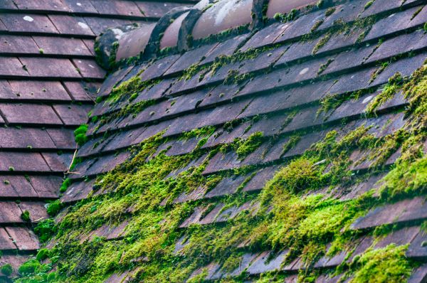 Roof Moss Treatment