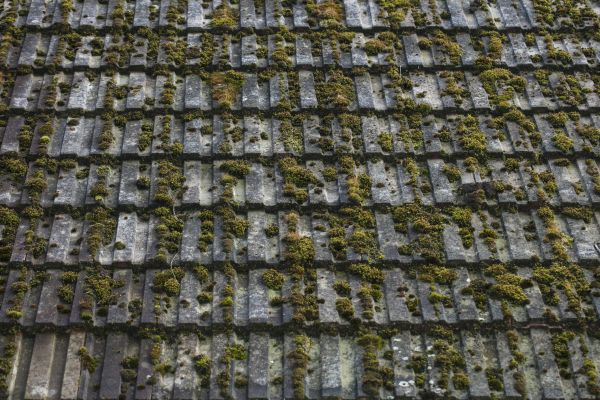 Shingle Roof Moss Removal