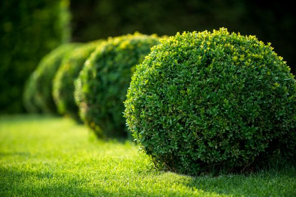 Shrub Removal
